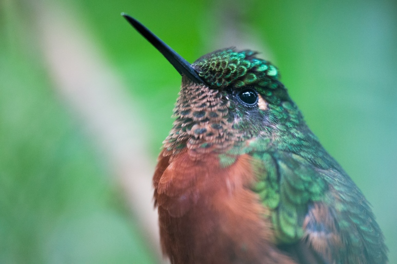 Profile of a Hummingbird