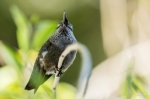 Bribri the Hummingbird-2