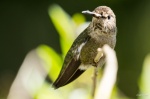 Bribri the Hummingbird-3