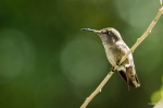 Bribri the Hummingbird