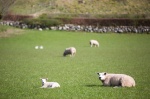 Bennan Hill and the Pig Sheep-8