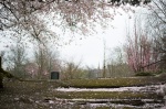 Cherry Blossom Snow and the Abandoned Buggy-3